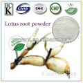 Poudre de racine de lotus de qualité alimentaire 100%
